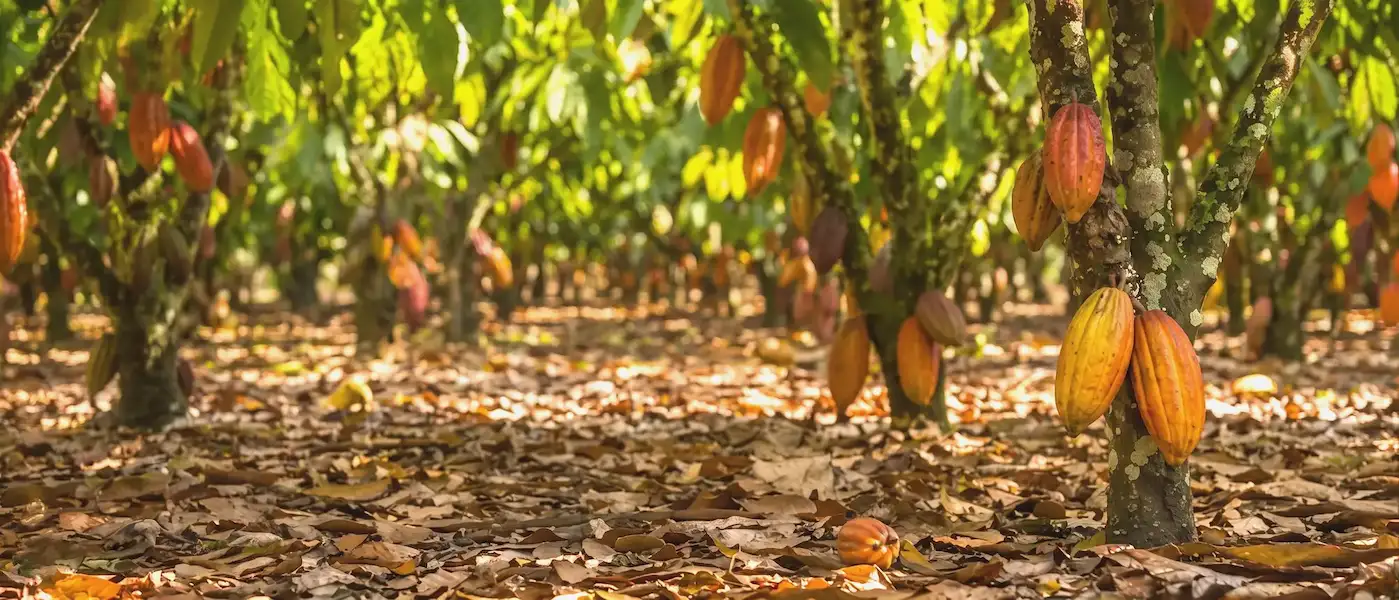 Premium cacao supply